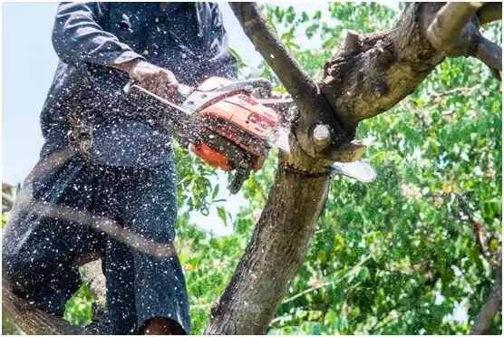 tree services Ruch